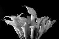 Litany of Lillies