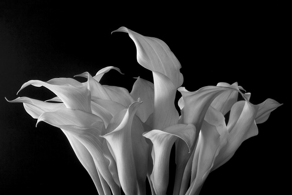 Litany of Lillies