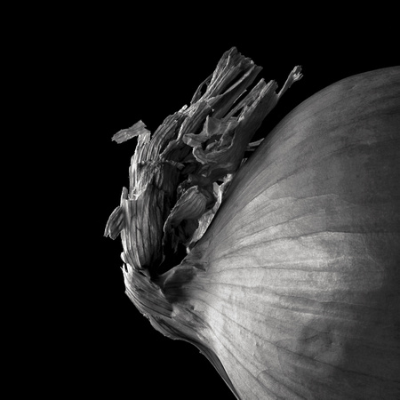 Profile of an Onion