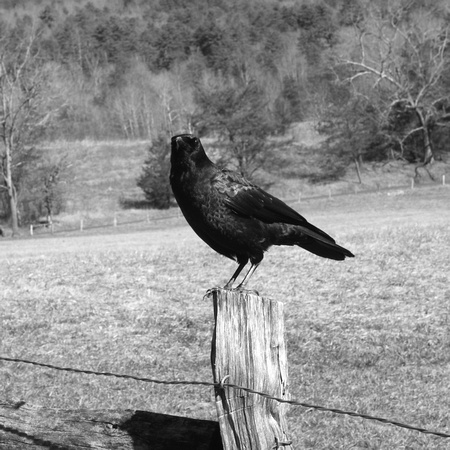 A Crow in the Smokey Mountains
